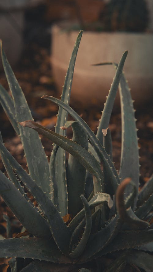 Gratis lagerfoto af Aloe vera, blade, landbrug