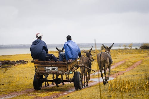 Photos gratuites de animaux, caddie, chemin de terre