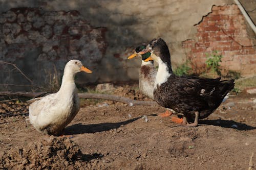 Ducks and Geese Standing outdoors