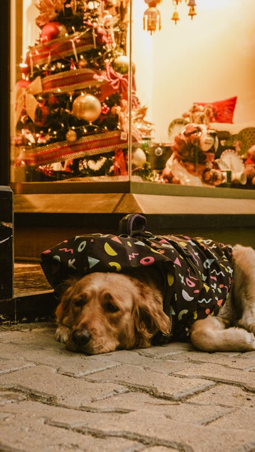 Δωρεάν στοκ φωτογραφιών με 2024, ευτυχισμένο το νέο έτος, σκύλους εραστές