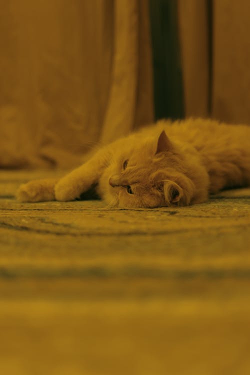 Kostenloses Stock Foto zu drinnen, hauskatze, haustier