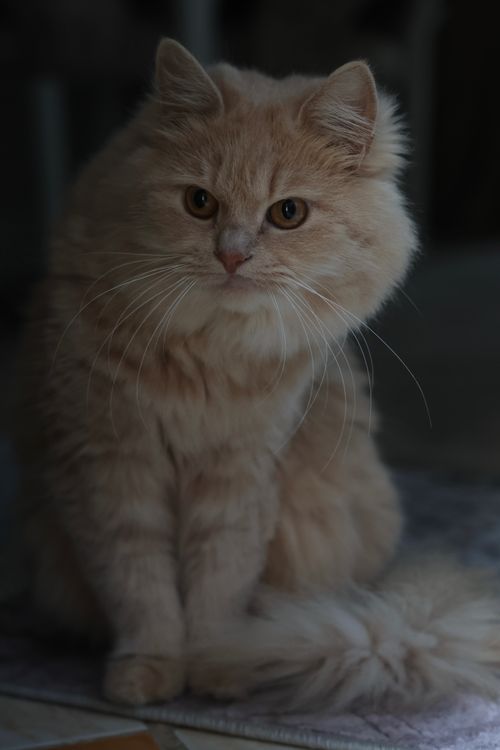 Free A cute domestic cat with fluffy fur and curious eyes sitting indoors. Stock Photo