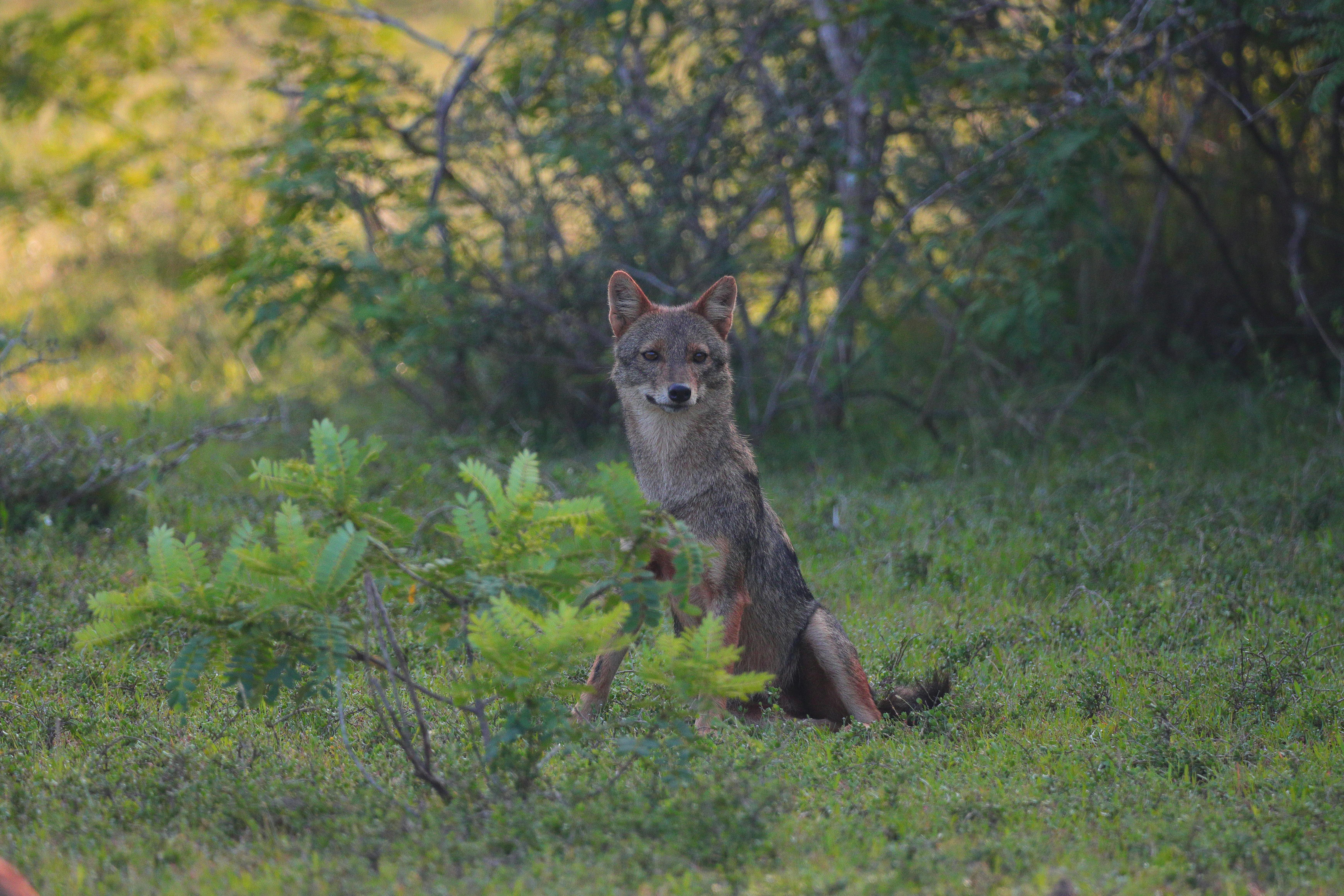 Jackal Wallpaper Photos, Download The BEST Free Jackal Wallpaper Stock