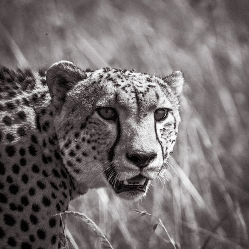 Free Black and white close-up portrait of a wild cheetah in natural habitat. Stock Photo