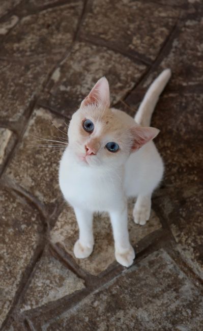 Blue Eyes