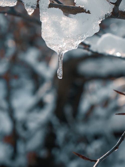 Foto d'estoc gratuïta de caramells, detall, hivern