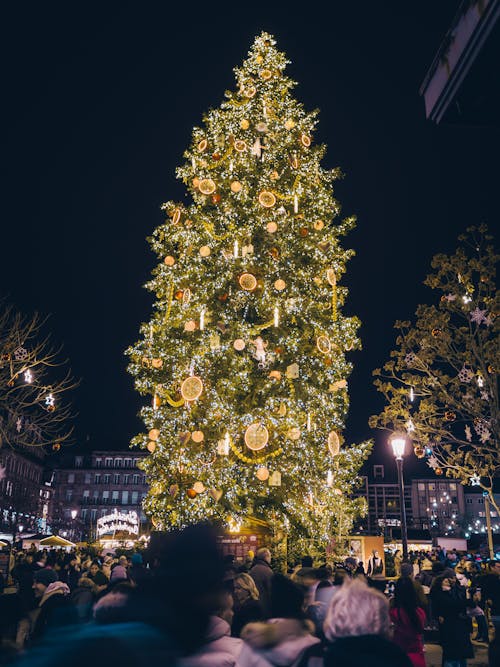 Fransa, köknar, mutlu Noeller içeren Ücretsiz stok fotoğraf