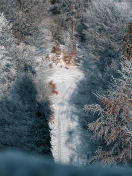 A serene snow-covered forest trail under winter frost in Rheinland-Pfalz, Germany.