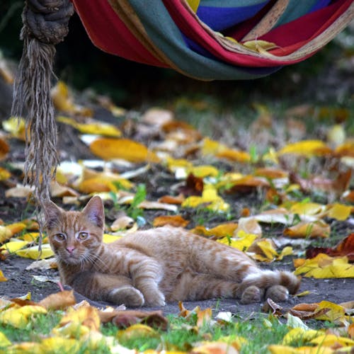 Ilmainen kuvapankkikuva tunnisteilla kissanpentu, kotikissa, ruskea tabby kissa