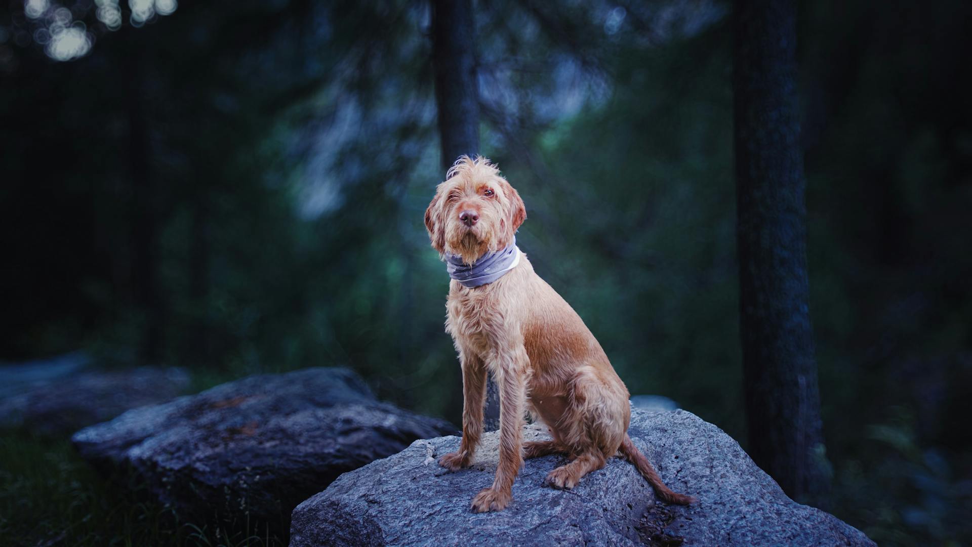 Wirehaired Vizsla Dog Standing on a Rock