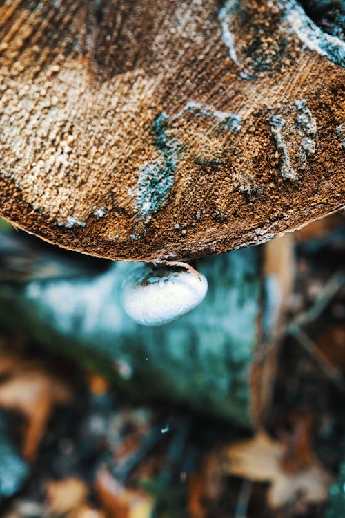 버섯, 산림 버섯의 무료 스톡 사진