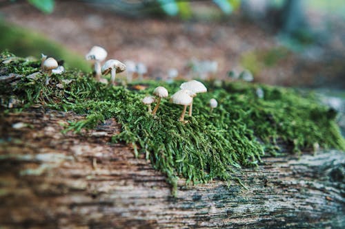 버섯, 산림 버섯의 무료 스톡 사진