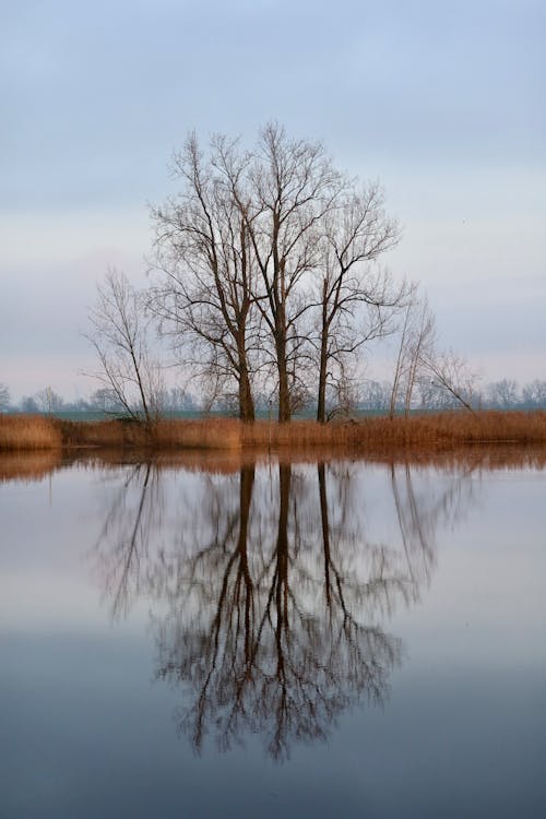 Foto d'estoc gratuïta de arbres, àrid, llac