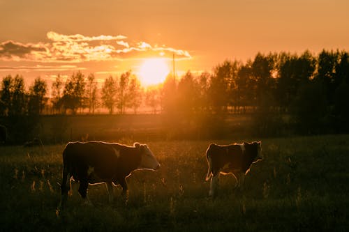 動物攝影, 奶牛, 家畜 的 免费素材图片