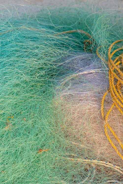 Kostnadsfri bild av fiske, hav, nät