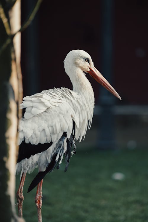 Close up of a Stork