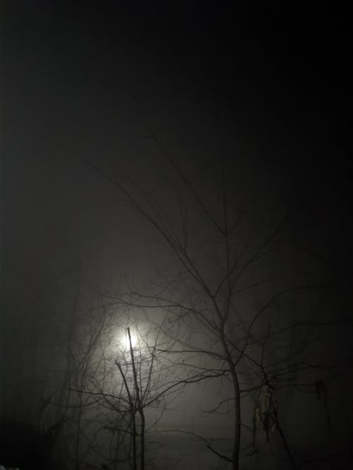 Kostenloses Stock Foto zu bäume, dichter nebel, dunklen nacht