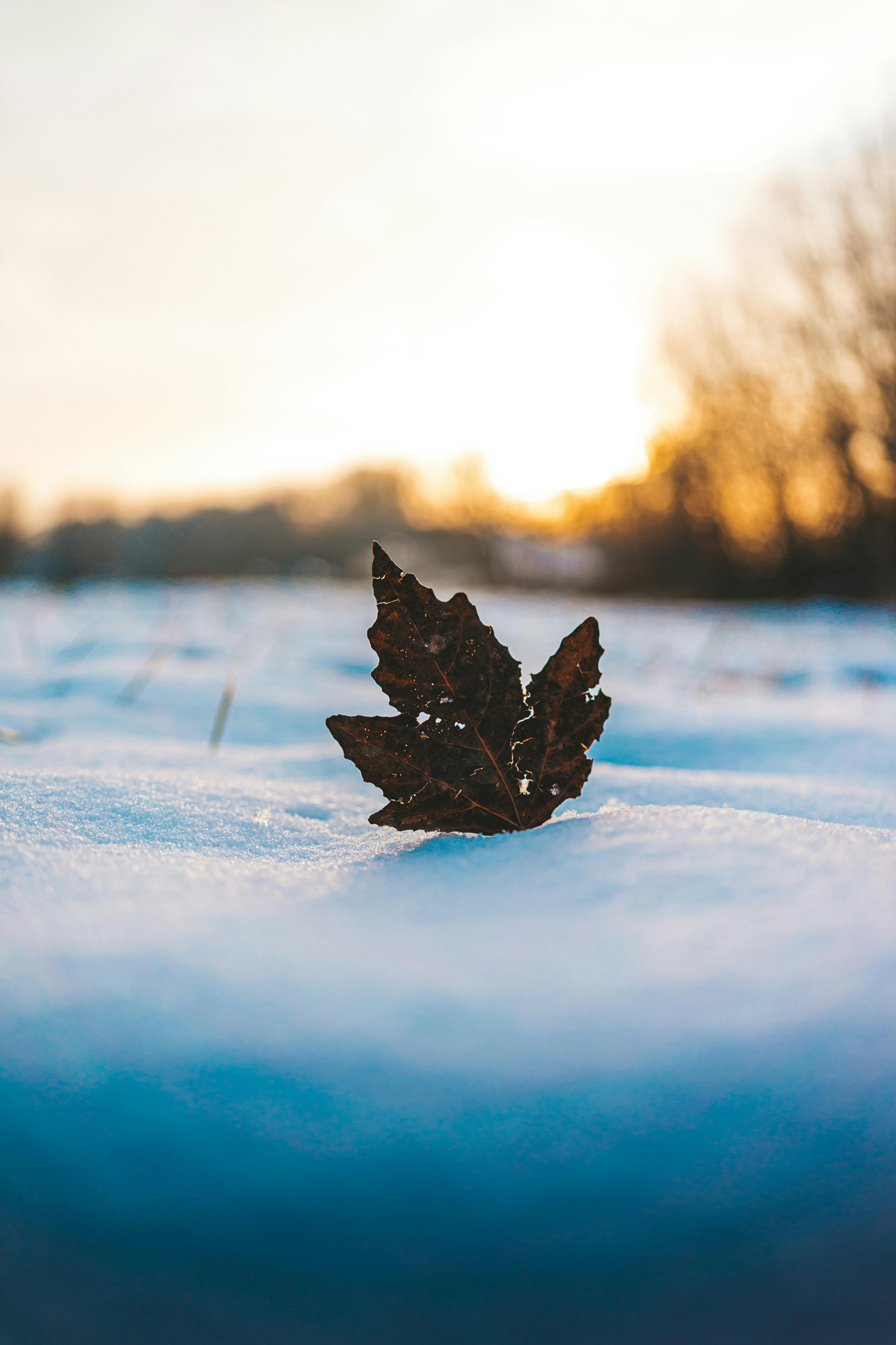 fallen leaf on snow