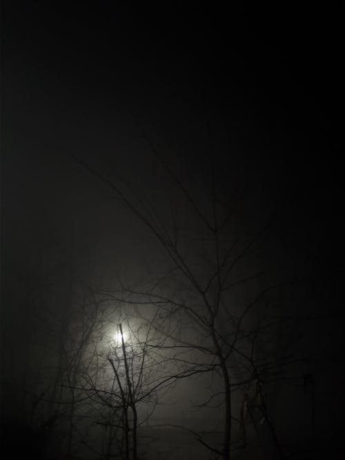 Kostenloses Stock Foto zu bäume, dichter nebel, dunkel