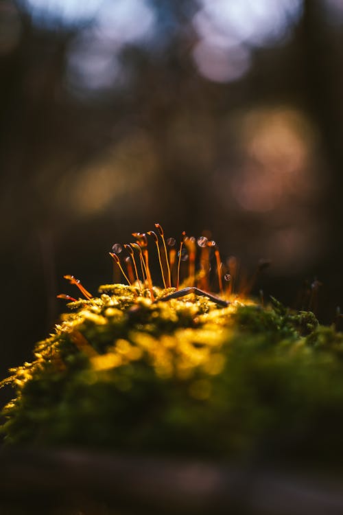 Gratis lagerfoto af blomst, lodret skud, mos