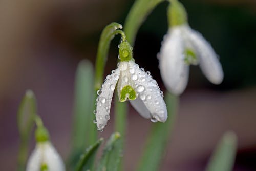 Snowdrops Covered in Raindrops