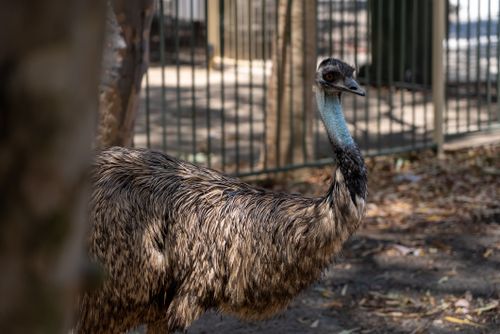 Free Close-up of an emu in a zoo enclosure, showcasing its natural beauty and habitat. Stock Photo
