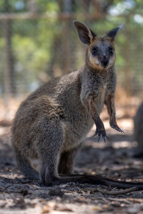 乔伊, 動物園, 動物攝影 的 免费素材图片