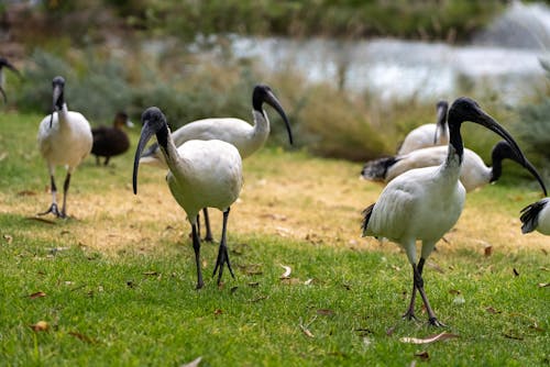 Безкоштовне стокове фото на тему «ibis, курка для сміття, Природа»