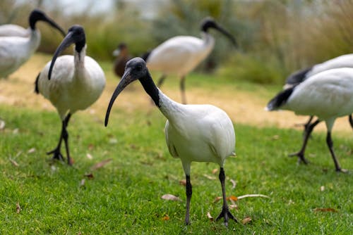 Безкоштовне стокове фото на тему «ibis, курка для сміття, Природа»