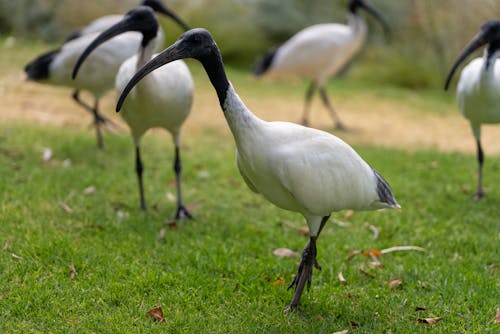 Ilmainen kuvapankkikuva tunnisteilla bin kana, ibis, lampi