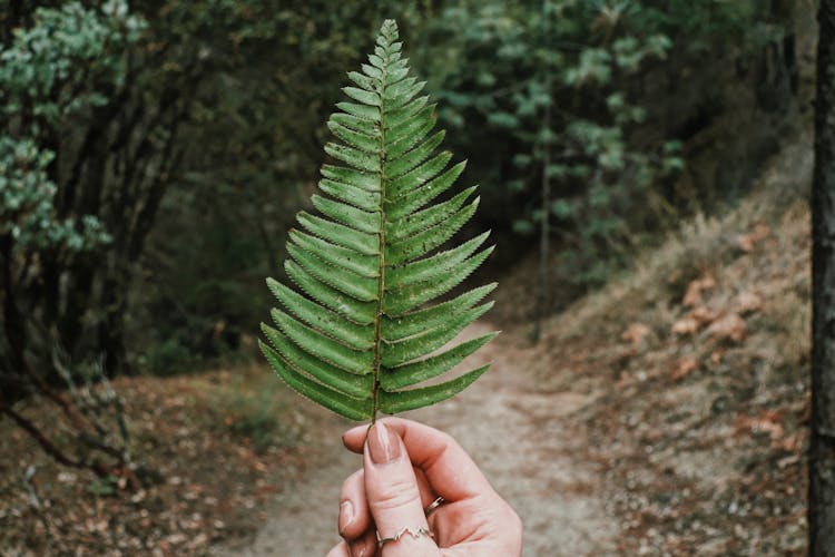 Hand Holding Fern Leaf