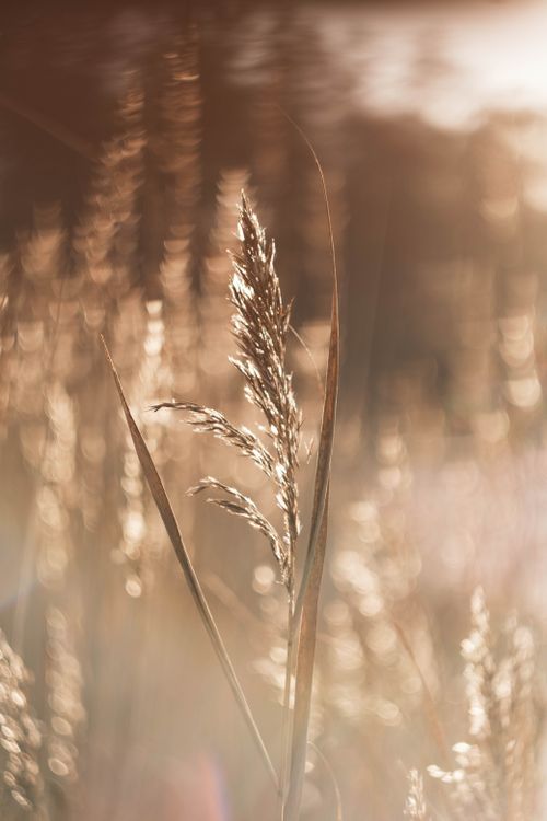 Free Close-up of sunlit grass in a serene meadow, capturing the essence of summer's warmth. Stock Photo