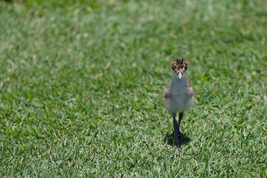 Lapwing Bird on a Meadow 