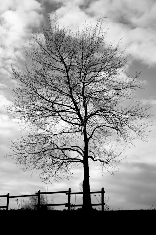 Foto profissional grátis de árvore, nublado, P&B