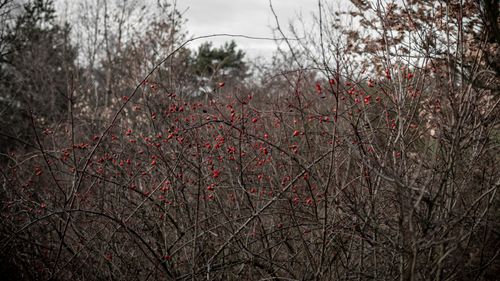 Free A scenic view of red berries on shrubs in a rural autumn field. Stock Photo