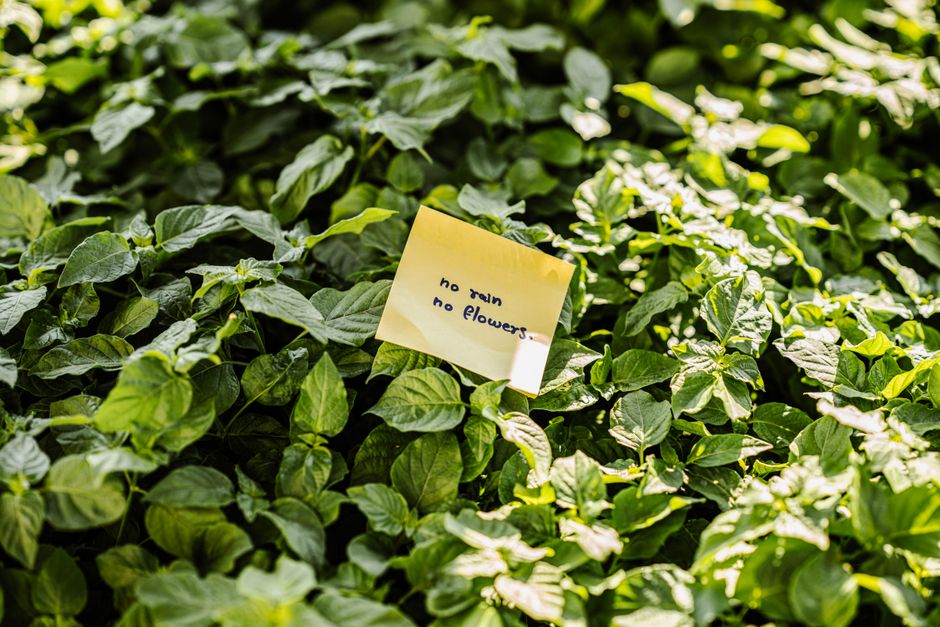 A note saying 'no rain, no flowers' nestled in vibrant green leaves, conveying growth and resilience.