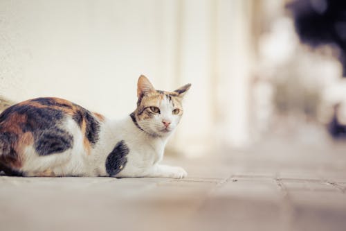 Бесплатное стоковое фото с котенок, кошки