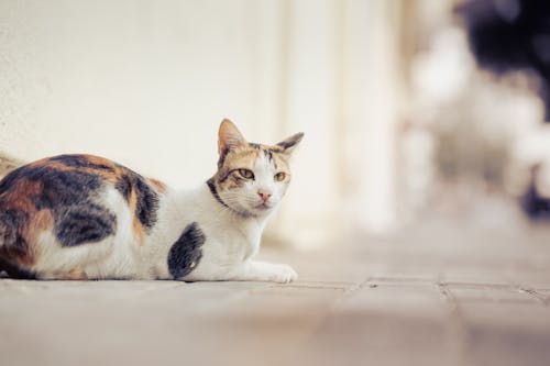 Free stock photo of cats, kitten, kitty