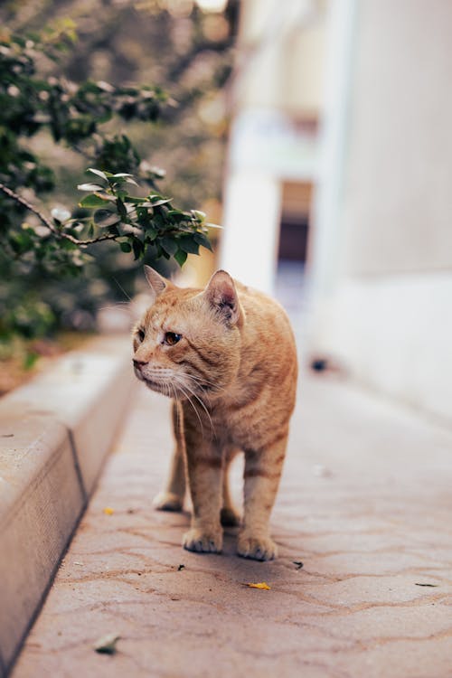 Cat Walking on Pavement