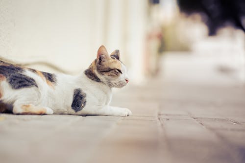 Free stock photo of cats, kitten, kitty