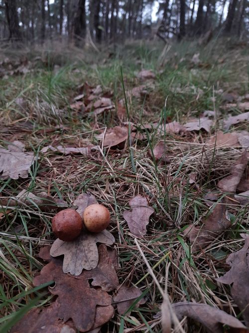 Free stock photo of autumn, forest, leaves Stock Photo