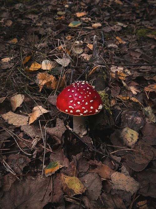 Free stock photo of autumn, fall, forest Stock Photo
