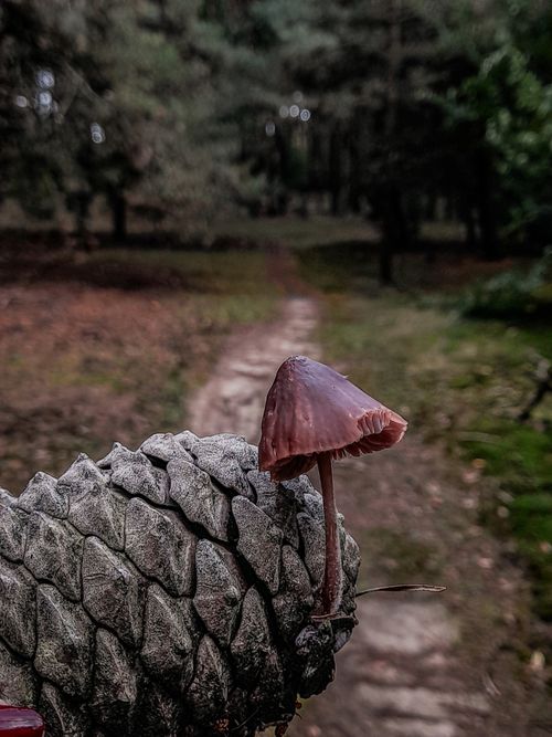 Free stock photo of autumn, fall, forest Stock Photo
