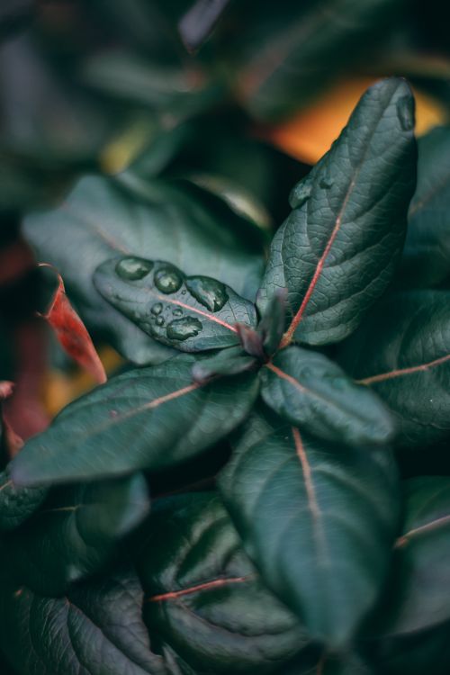 Free Close-up of a dark green leaf with water droplets, showcasing a natural texture and freshness. Stock Photo