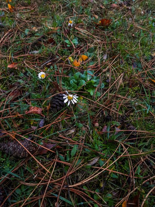 Free stock photo of autumn, flower, forest Stock Photo