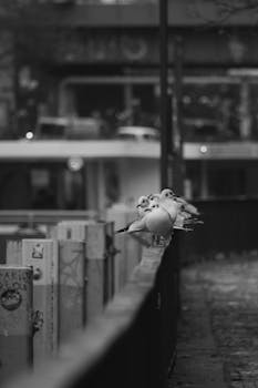 A serene view of seagulls perched on a city railing in black and white.
