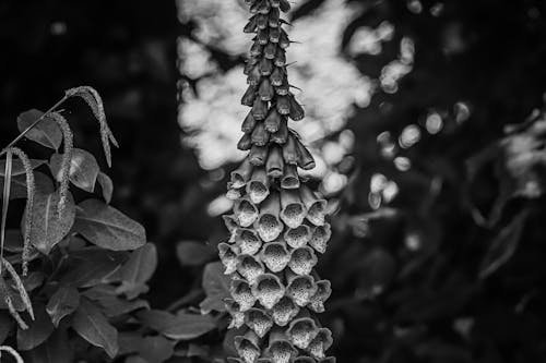 Foxglove Flowers in Garden