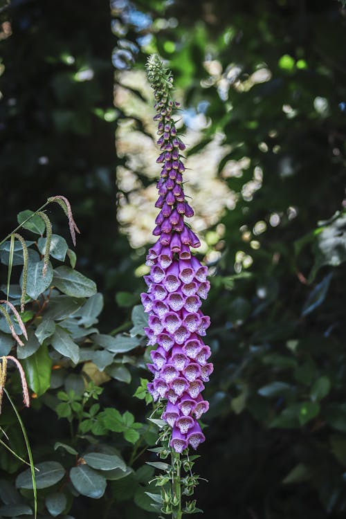 Foxglove Flowers in Garden