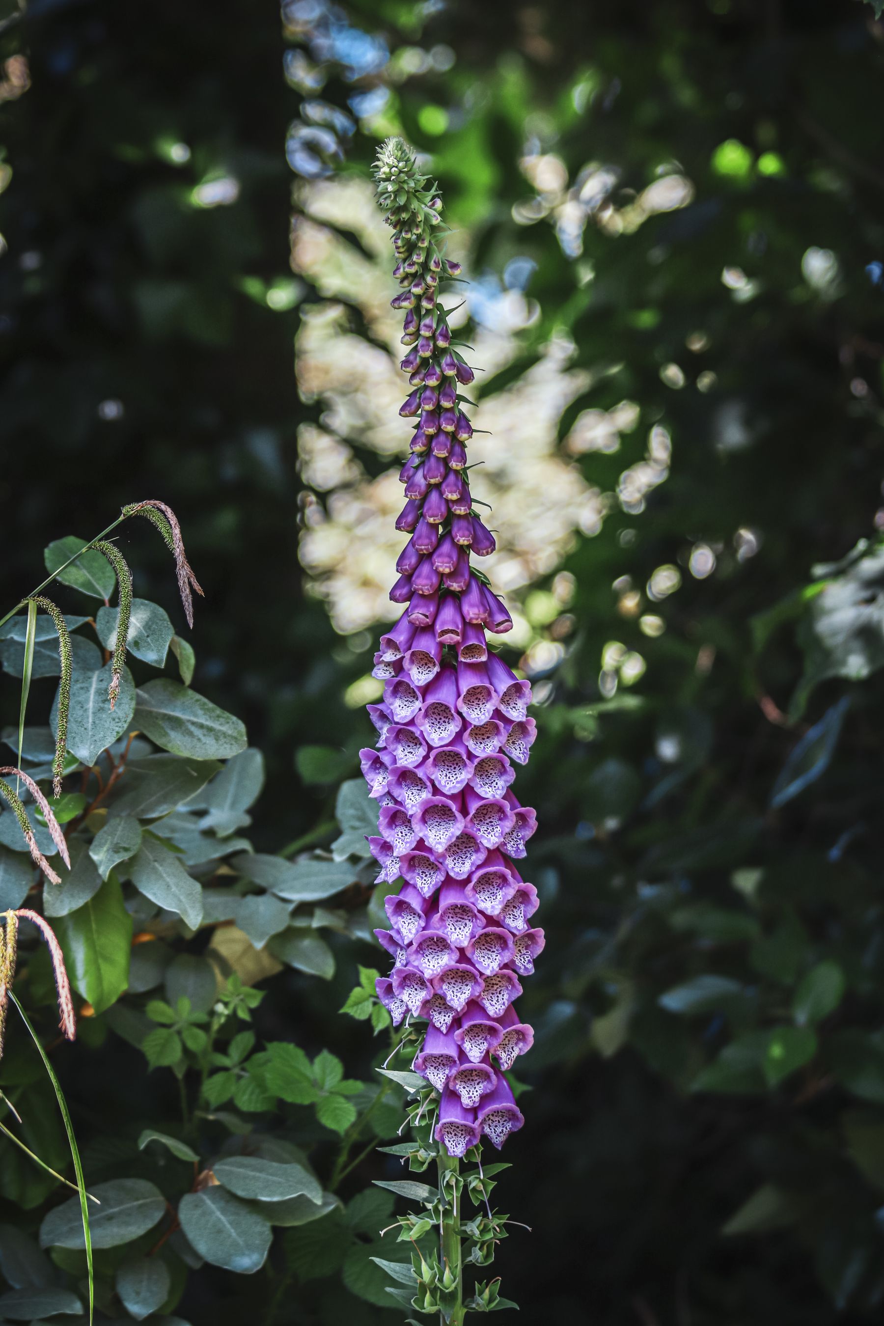 Purple foxglove flower spikes