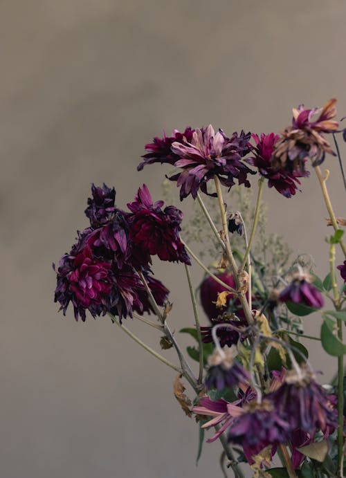 Gratis arkivbilde med bukett, lavendel, lilla blomster